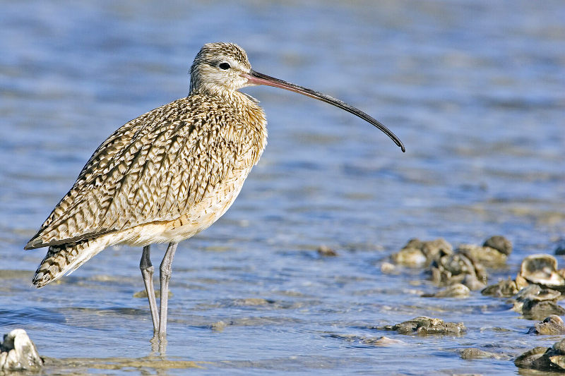 wading bird