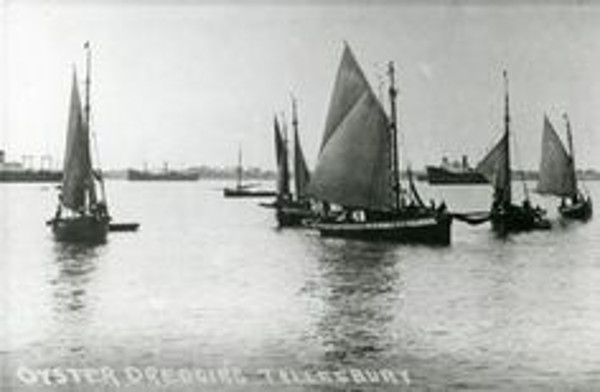 oyster harvesting