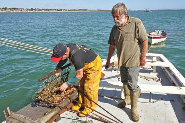 oyster harvesting