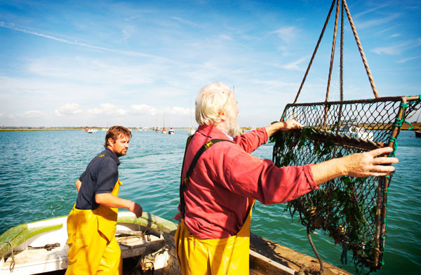 oyster harvesting