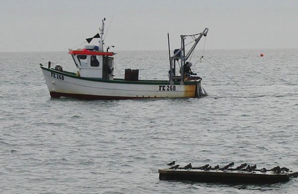 oyster harvesting