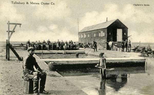 oyster shucking