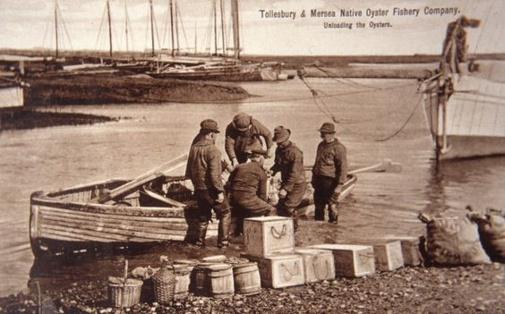 unloading oysters