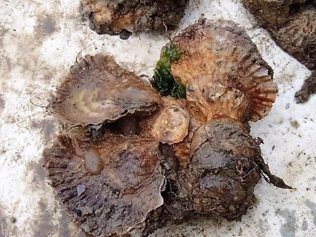 oysters